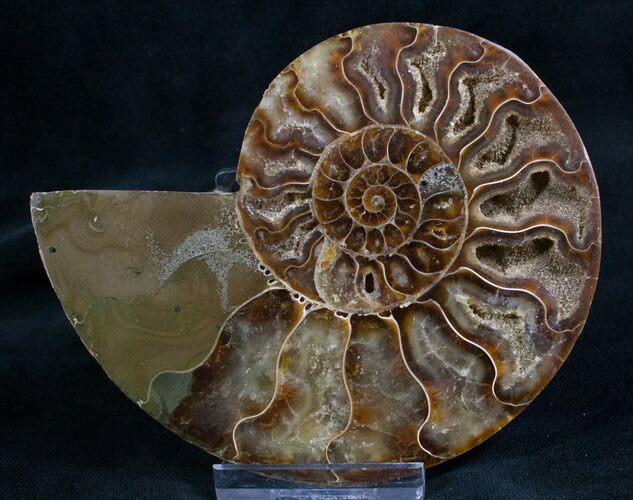 Split Ammonite Fossil (Half) - Beautiful #7980